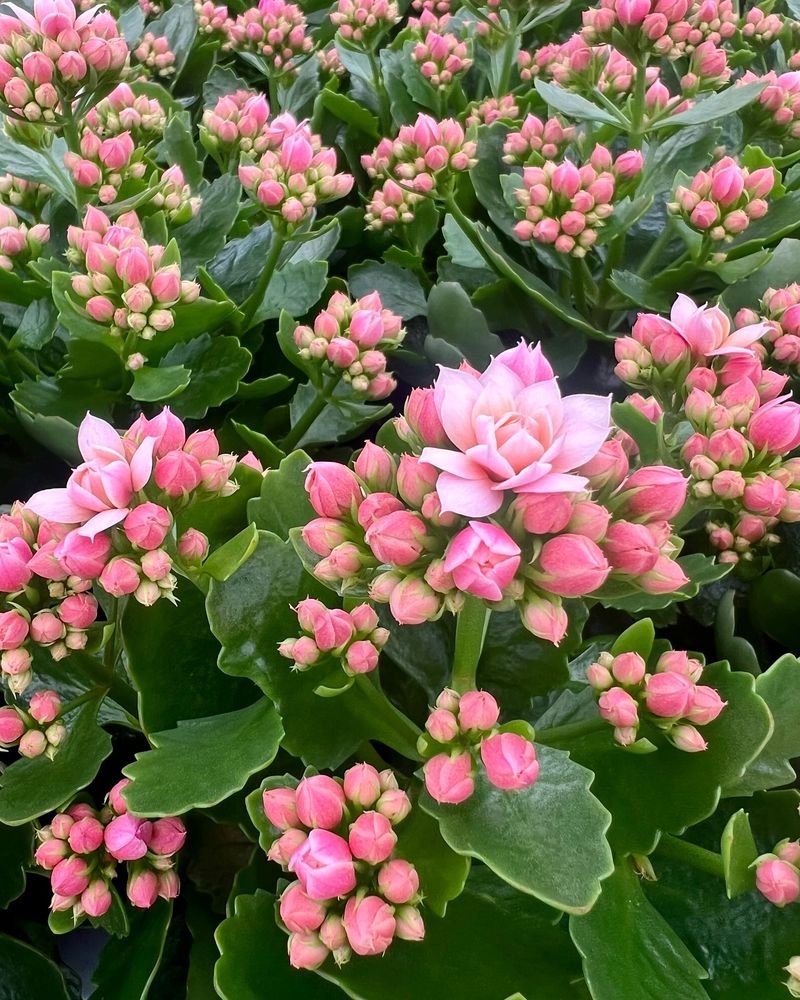 Kalanchoe Blossfeldiana
