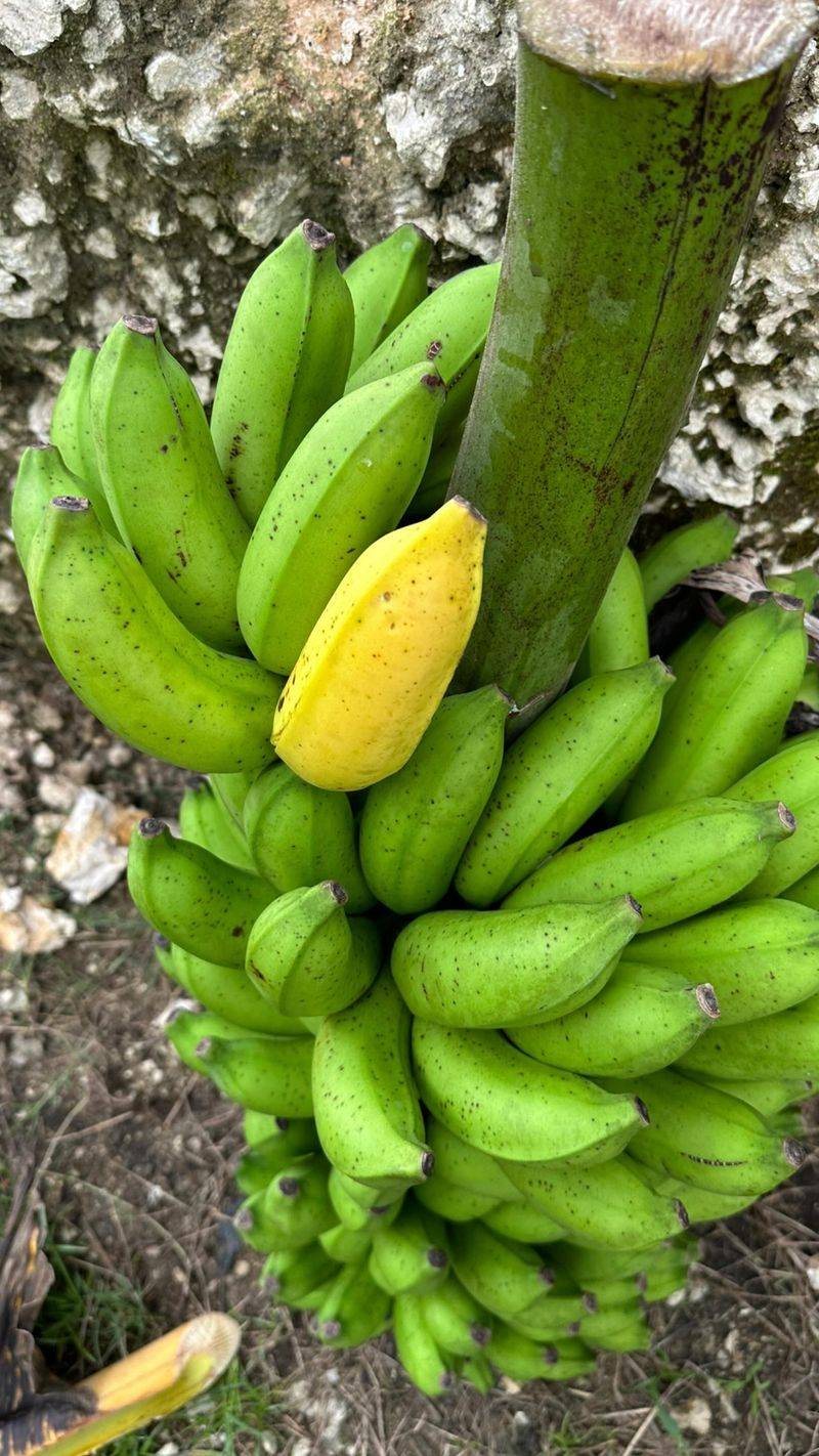 Bananas