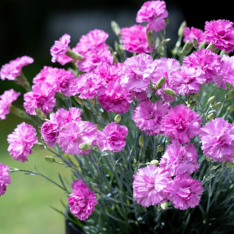 Dianthus (Pinks)