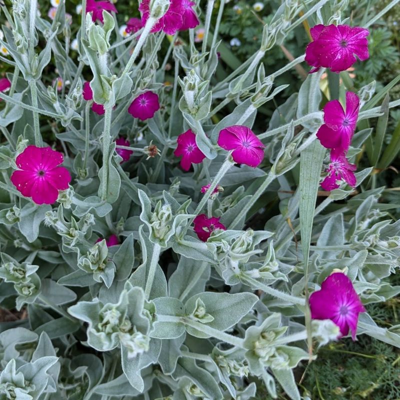 Lychnis Coronaria (Rose Campion)