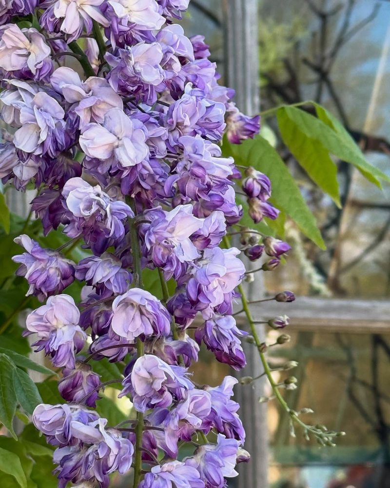 Double-Flowered Wisteria (Wisteria floribunda 'Violacea Plena')