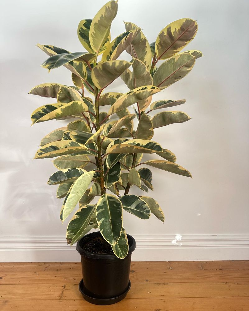 Ficus Elastica 'Tineke'