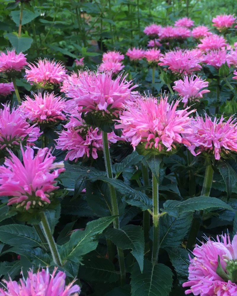Bee Balm (Monarda)