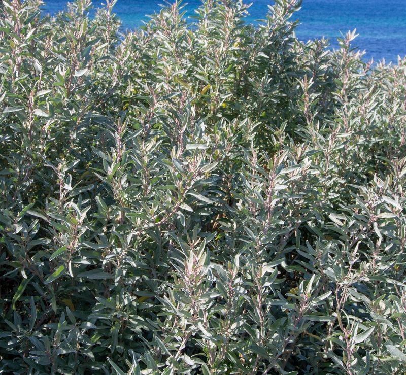 Salt Bush