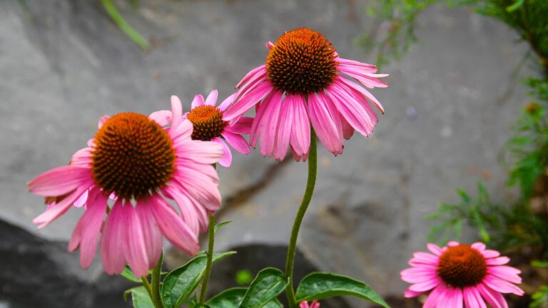 Coneflowers