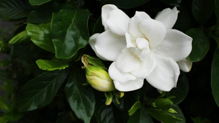 Gardenias