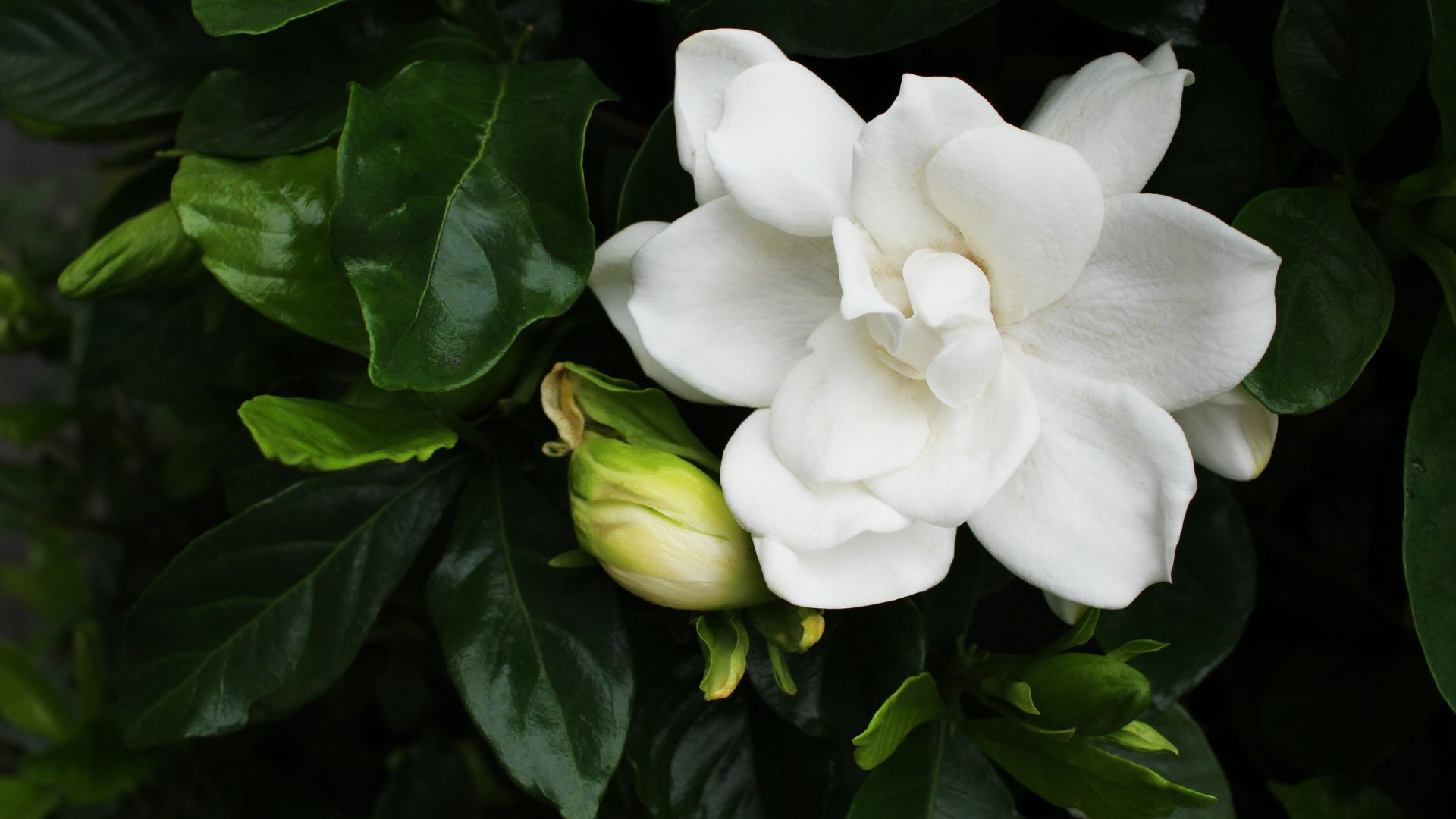 16 Places You Should Never Plant Gardenias (Plus 4 Safer Alternatives That Work)