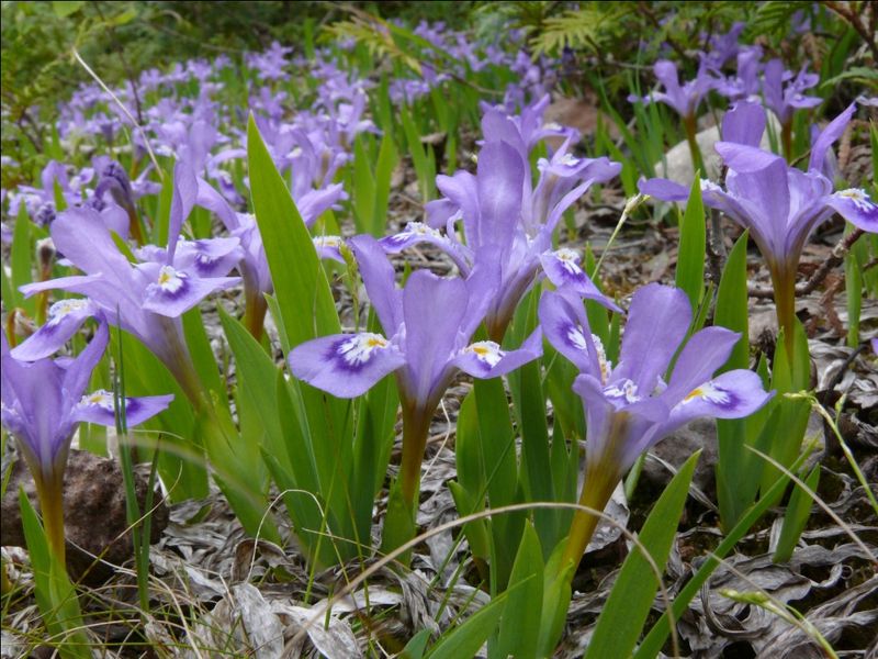 Design An Iris Photography Scavenger Hunt
