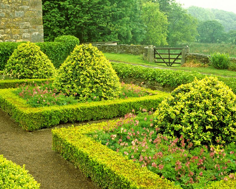Use Boxwood For Structure