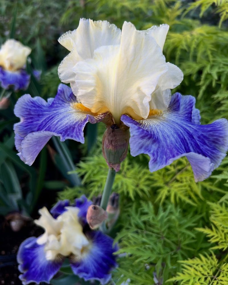 Water Newly Planted Irises Correctly