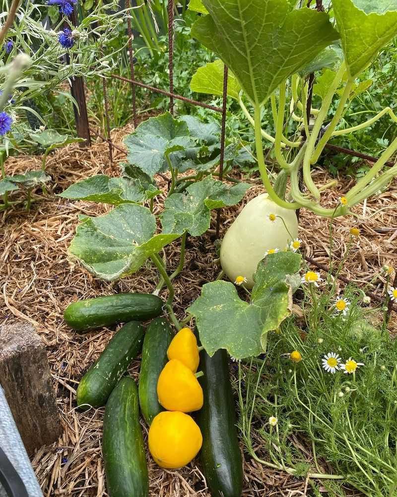Create Squash Hills