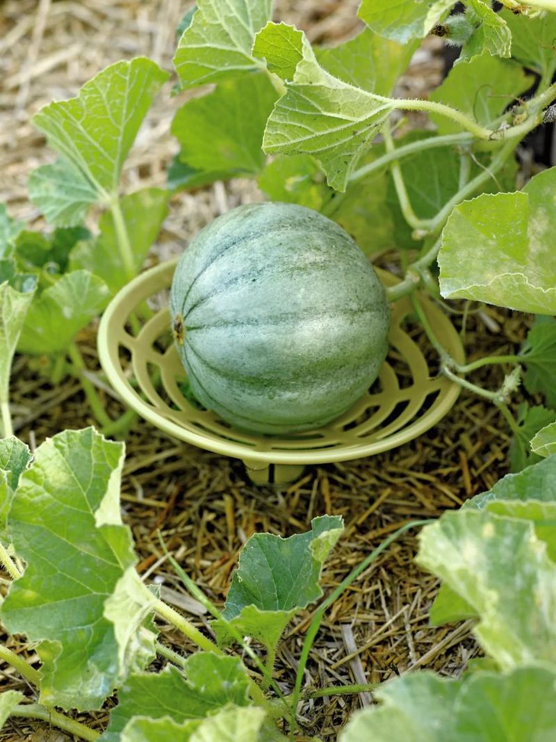 Elevate Fruits Off The Ground