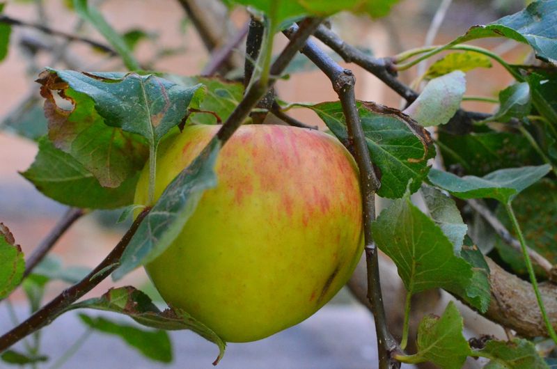Incorporate A Fruit Tree
