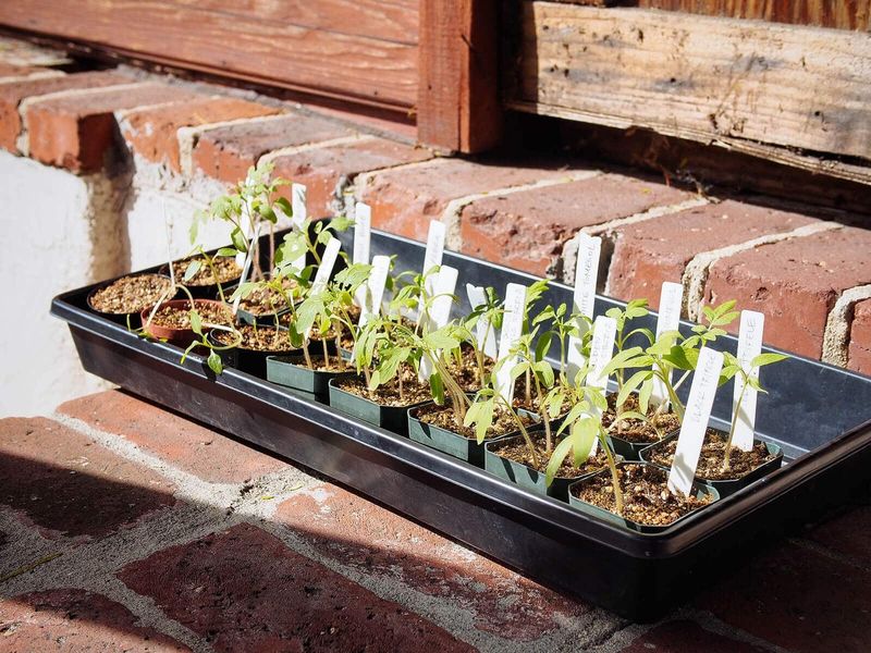Harden Off Indoor Seedlings