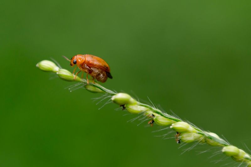 Monitor For Pests