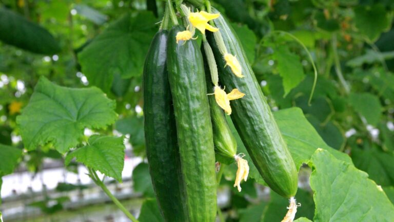 cucumber vegetable