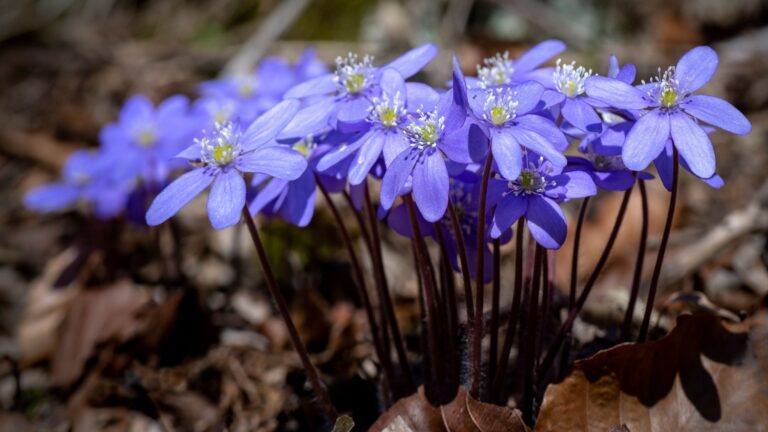 hepatica plant blue flowers