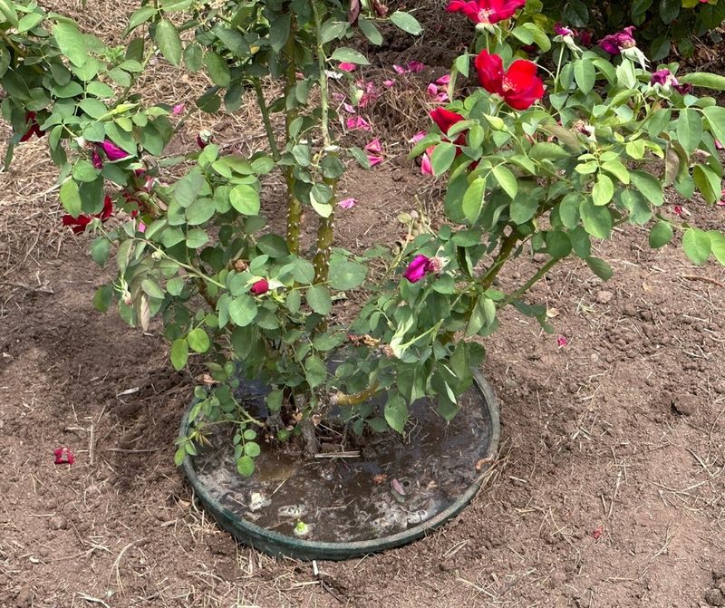Water Deeply After Planting