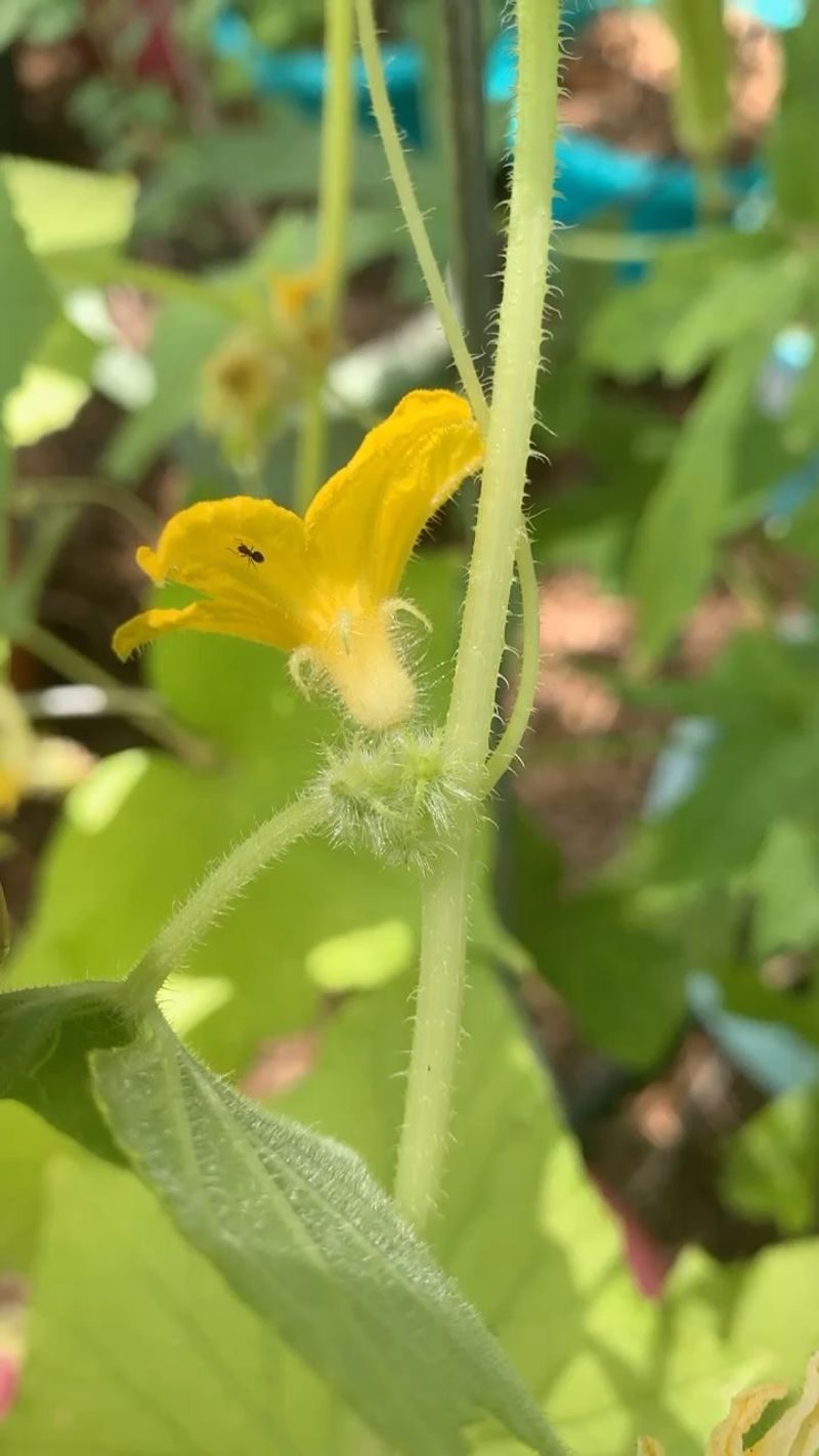 Hand-Pollinate for Better Yields