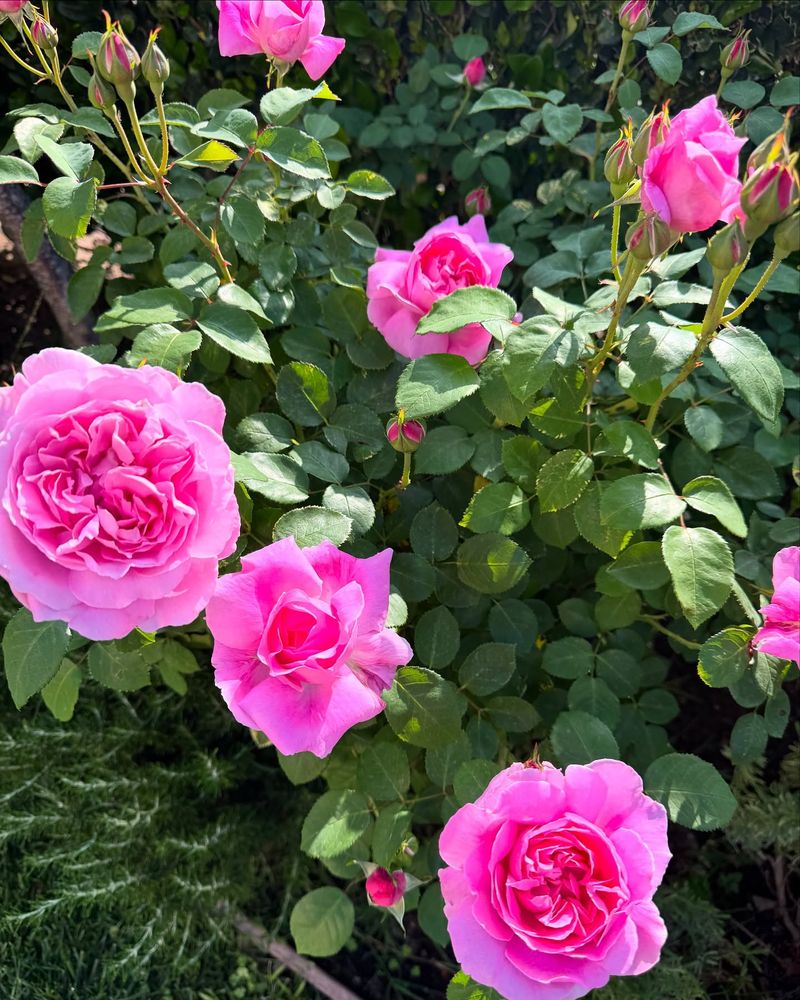 Deadhead Spent Blooms Regularly