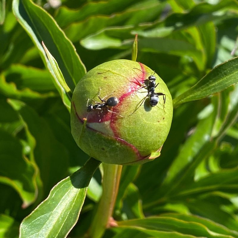 Ignoring Ants