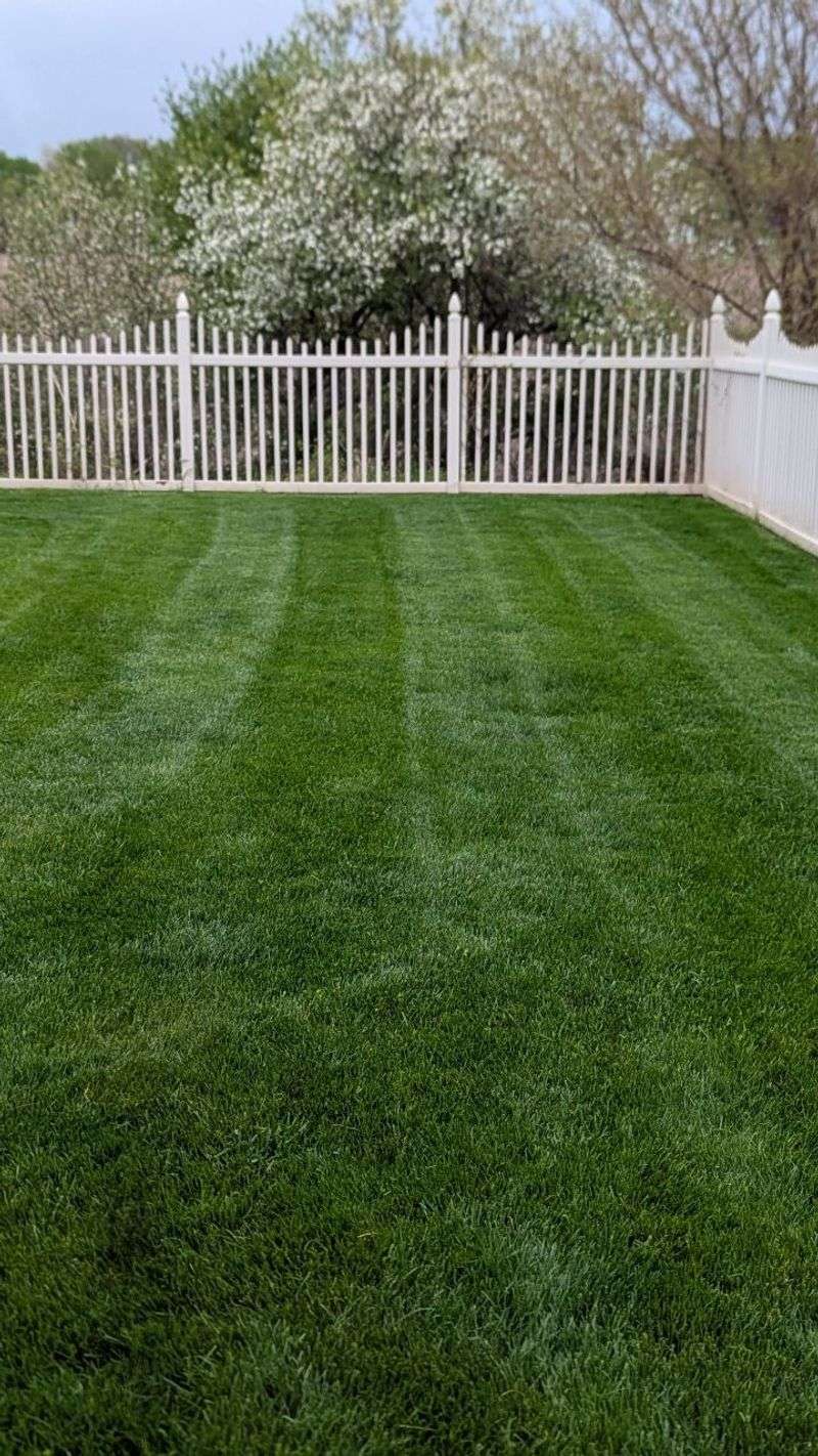 Mowing New Spring Grass