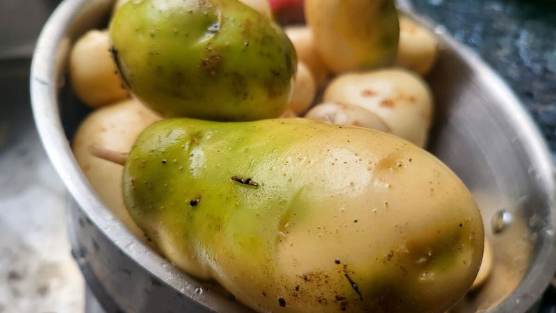Forgetting To Remove All Greening Potatoes