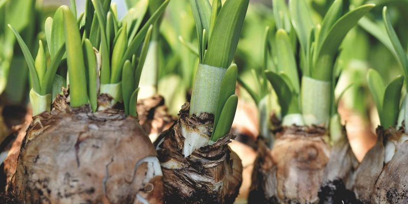 Compacting Soil Around Bulbs