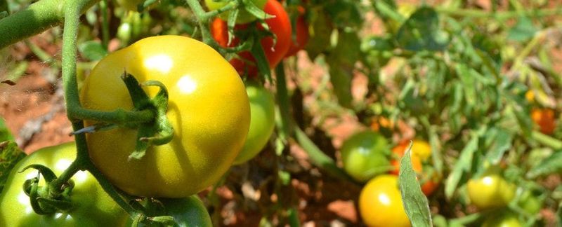 Choosing The Wrong Varieties