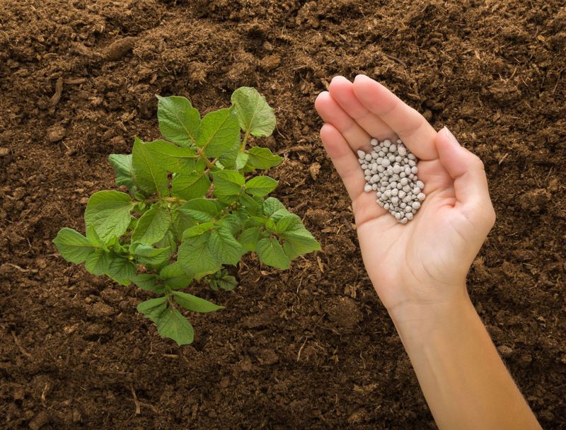 Skipping Soil Amendment And Fertilization