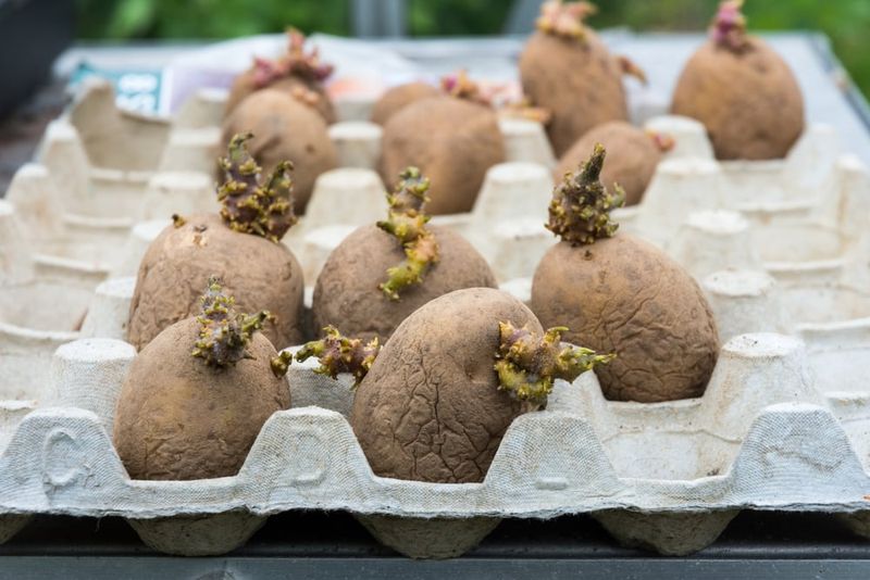 Skipping The Chitting Process