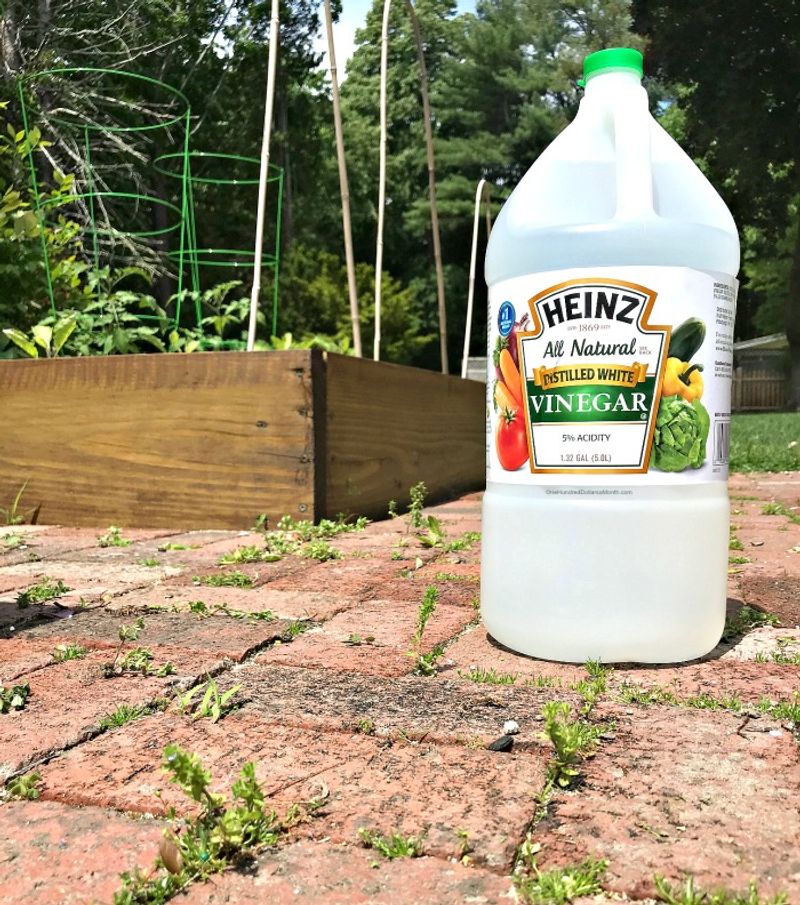 Using Plain Vinegar As Weed Killer