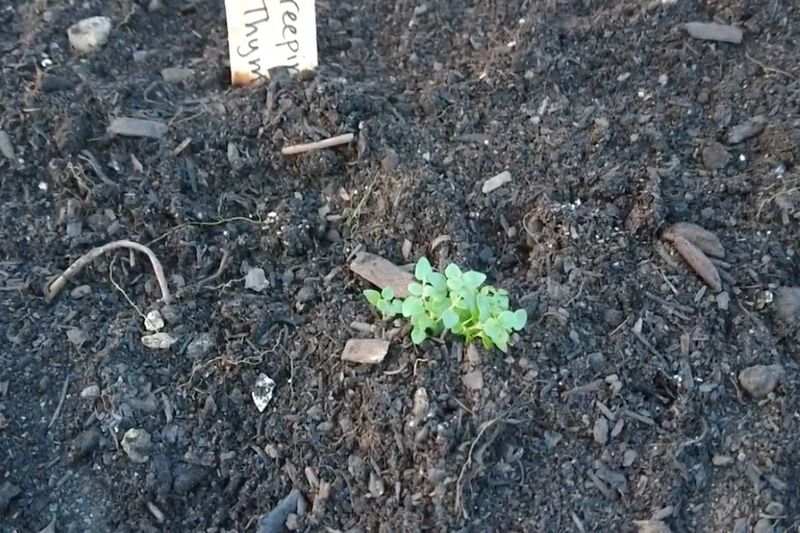 Weed Competition Requires Preparation