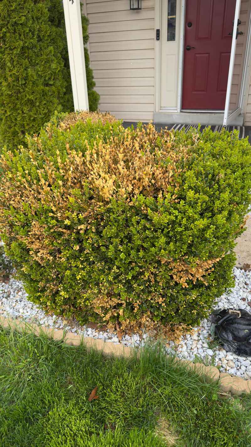 Choosing the Wrong Shrubs for Your Climate
