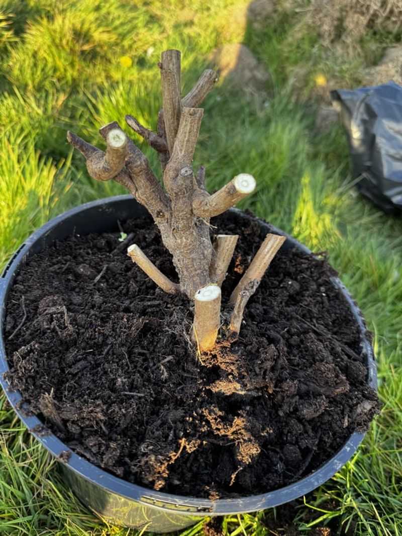 Pruning At The Wrong Time