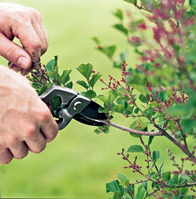 Improper Pruning Techniques