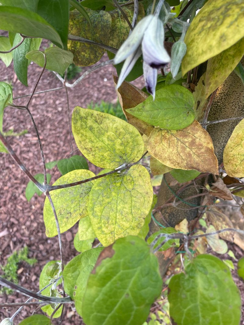 Clematis Wilt Disease