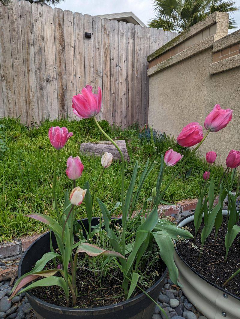 Ignoring Soil Drainage