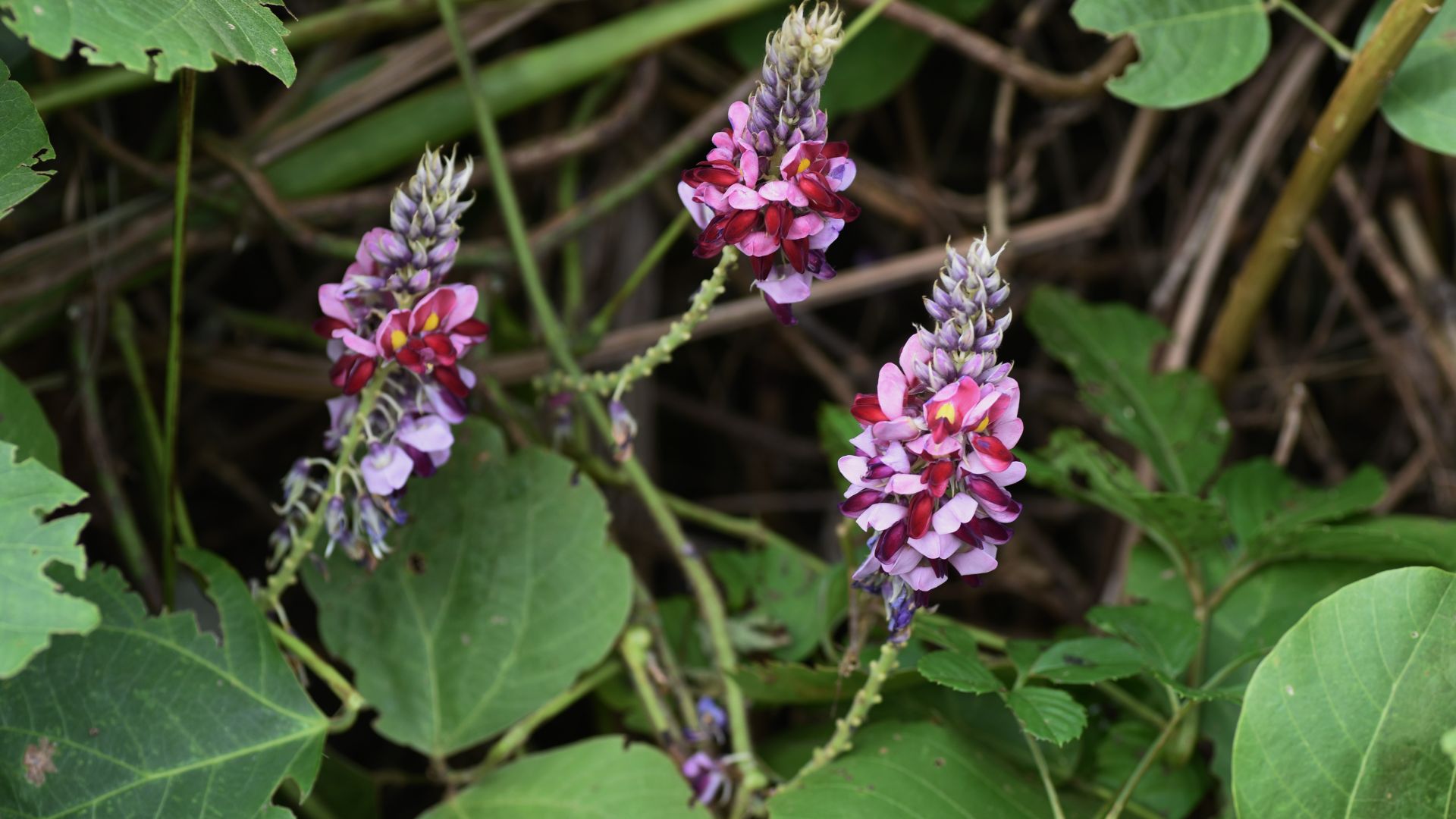 kudzu plant