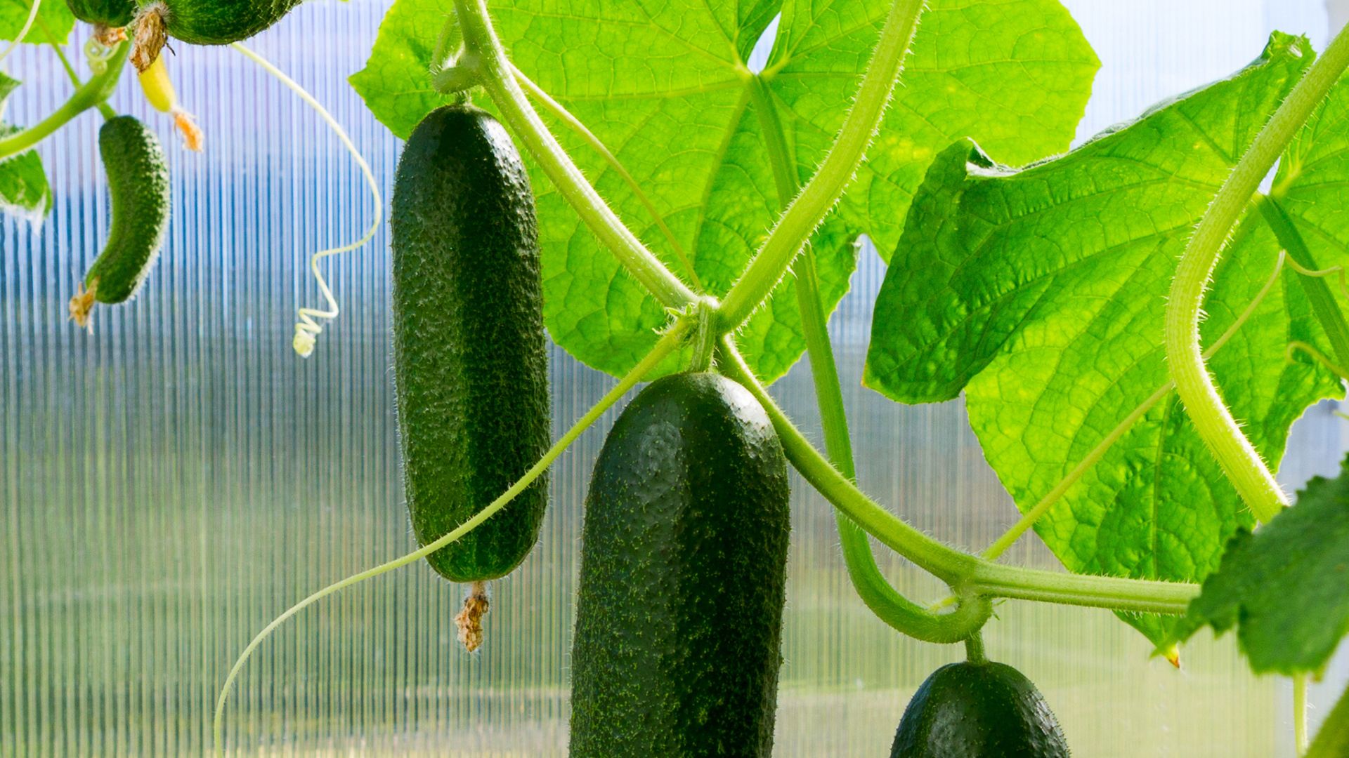 cucumber plant