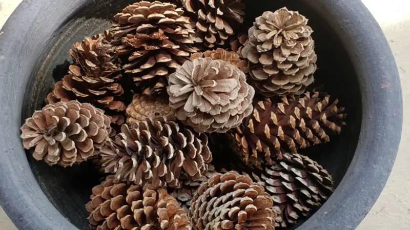 Pinecones