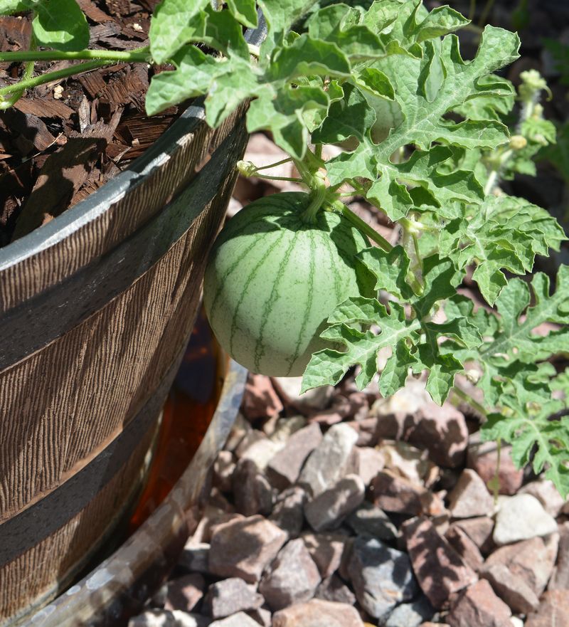 Melon Cradles
