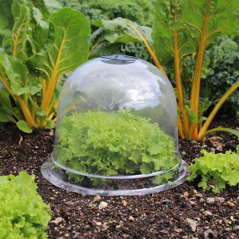 Glass Jar Cloches