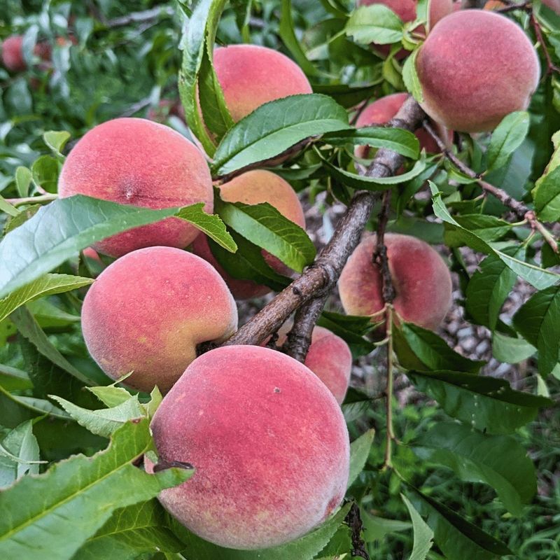 Peach Trees: Summer's Fuzzy Delight