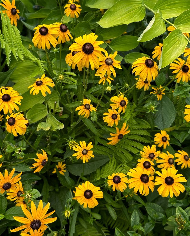 Black-Eyed Susan (Rudbeckia fulgida)