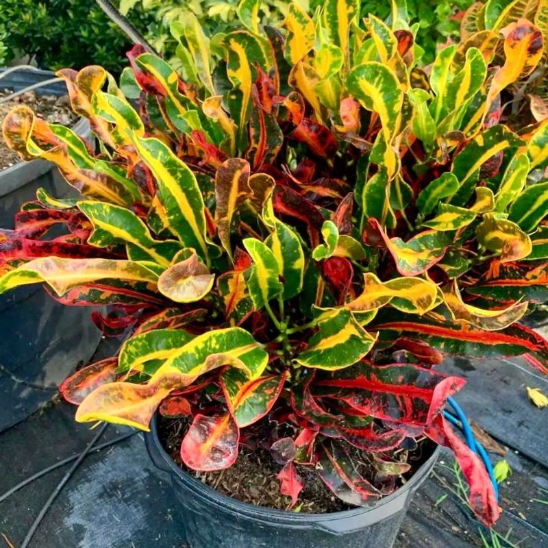 Croton