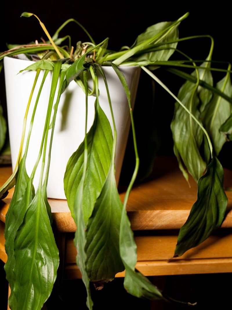 Peace Lily