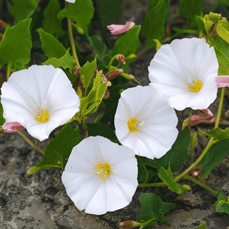 Bindweed: The Garden Strangler