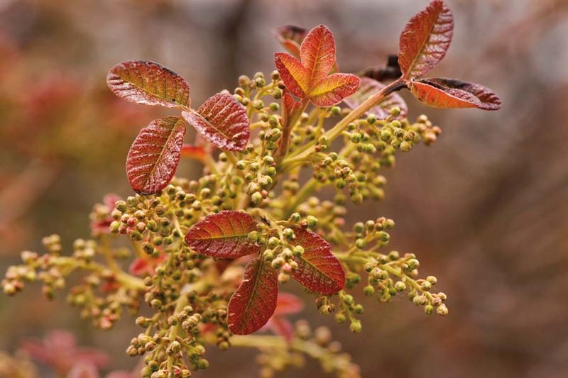 Poison Oak