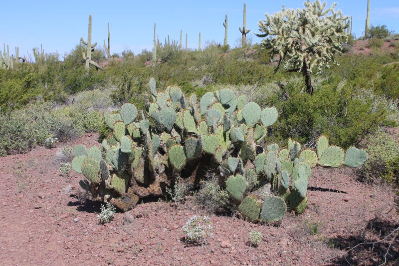Cactus Glochids